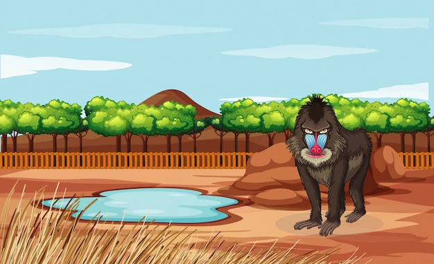 Free vector scene with baboon in the zoo