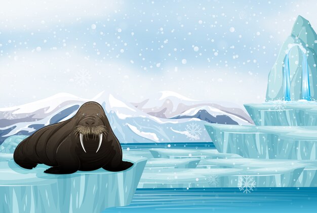 Scene with big walrus on ice