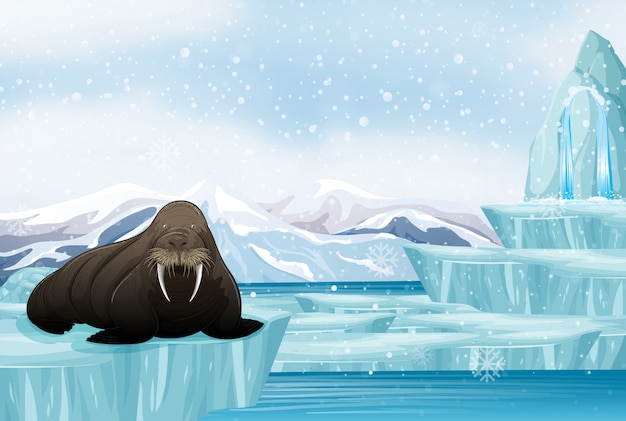 Бесплатное векторное изображение Сцена с большим моржом на льду