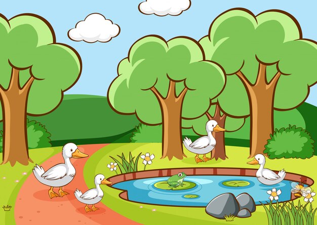 Scene with ducks in the park