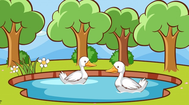 Free vector scene with ducks in the pond
