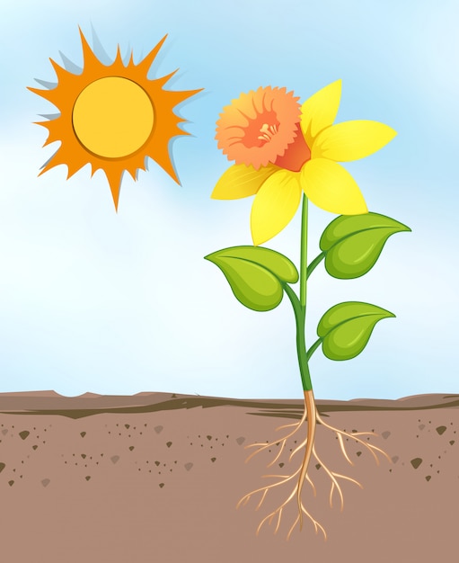 Free vector scene with flowers growing in the bright sunny day