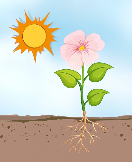 Free vector scene with flowers growing in the bright sunny day