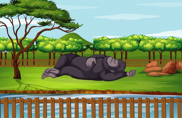 Scena con gorilla nello zoo