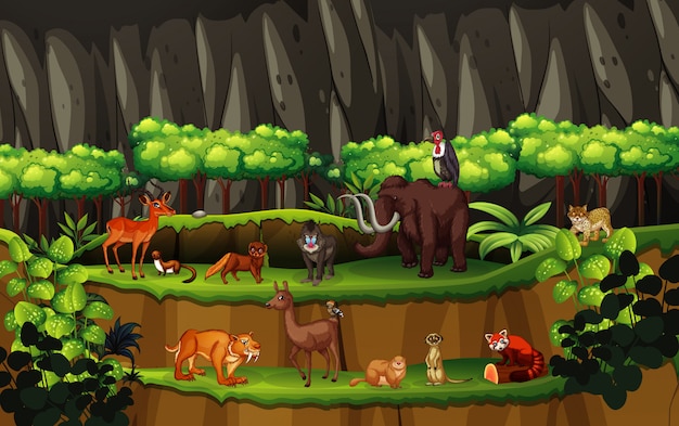 Scene with many animals in the forest