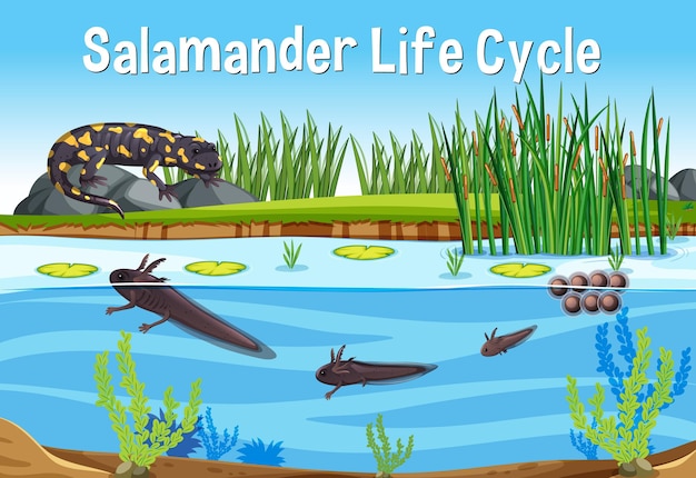 Free vector scene with salamander life cycle