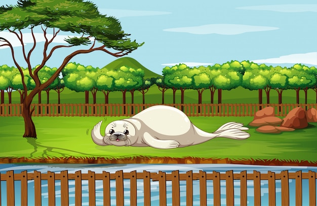 Scene with seal in the zoo