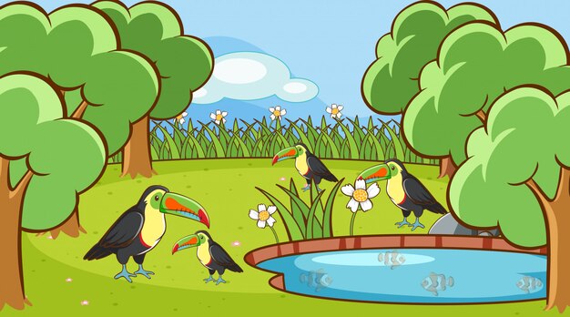 Scene with toucan birds in the park