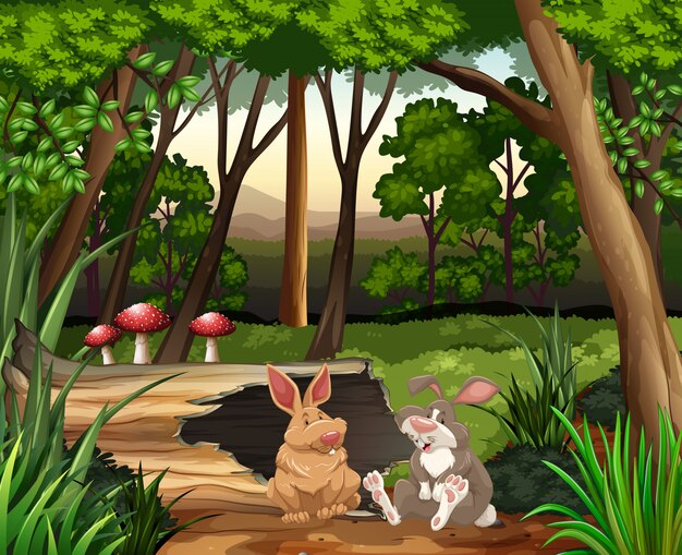 Scene with two rabbits in forest