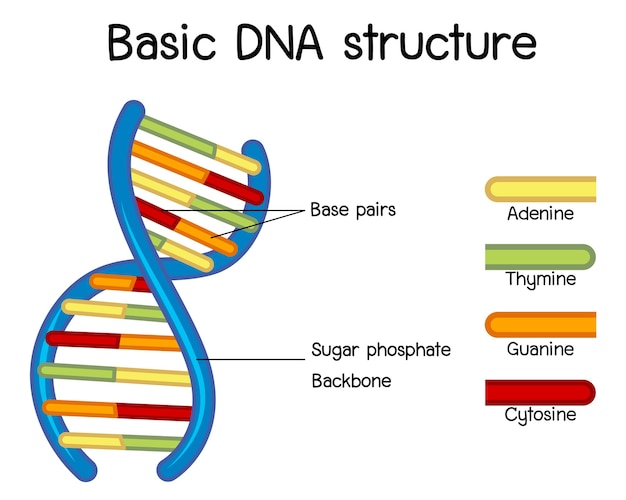 research on dna structure