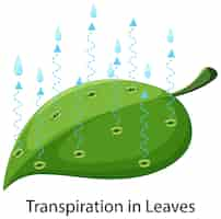 Free vector science concept with transpiration in leaves