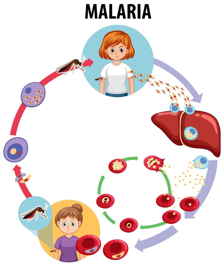 Free Vector science education malaria transmission cycle explained through illustrations