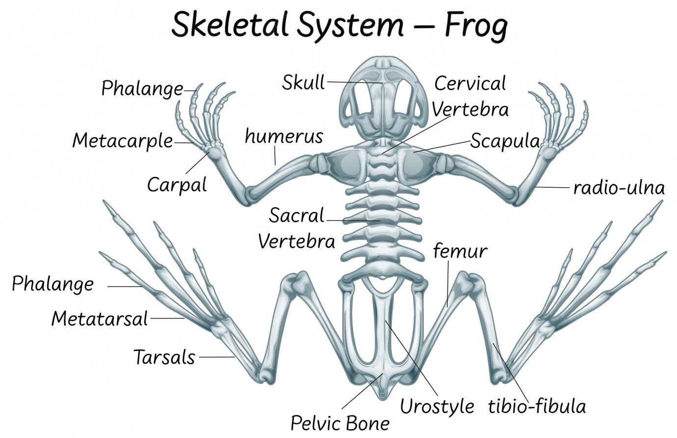 Free Vector | Science eduction of frog anatomy