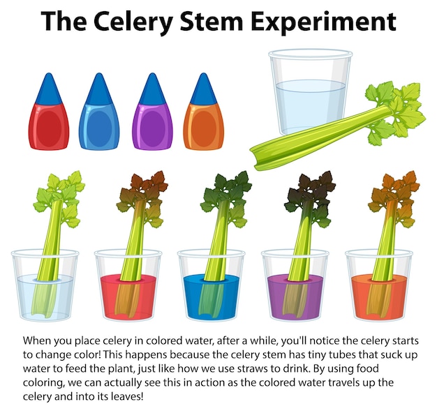 Colors used in Experiment 1. The 49 colors that were presented during