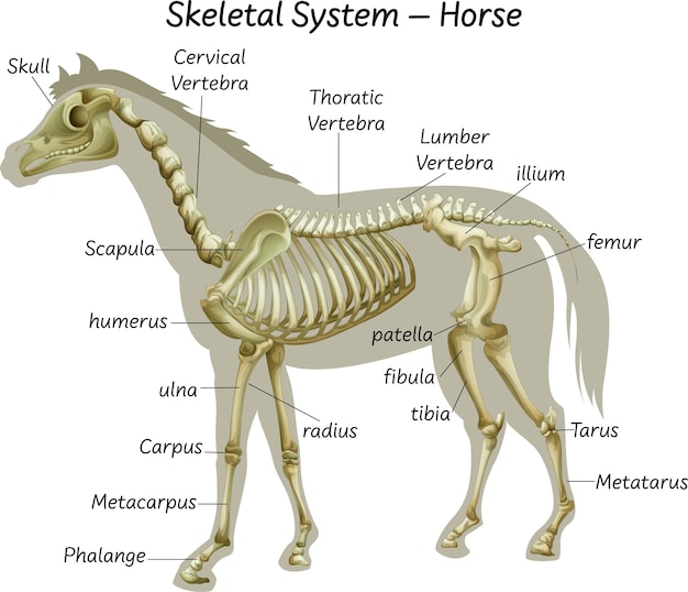 Vettore gratuito scienza del sistema scheletrico del cavallo