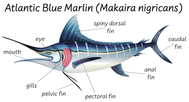 Free vector science internal anatomy of fish