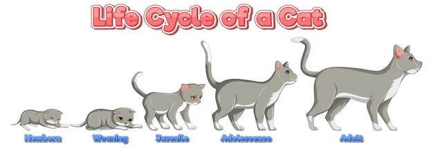 Free vector science life cycle of cat