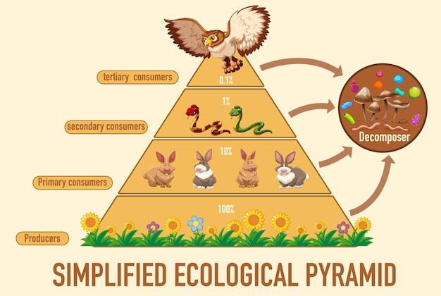 Free vector science simplified ecological pyramid