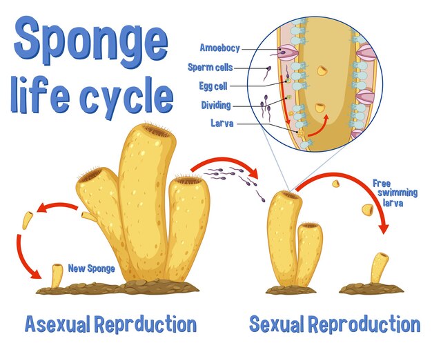 Free vector science sponge lide cycle