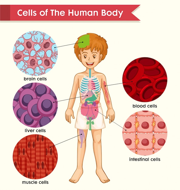 Free vector scientific medical  of cell types