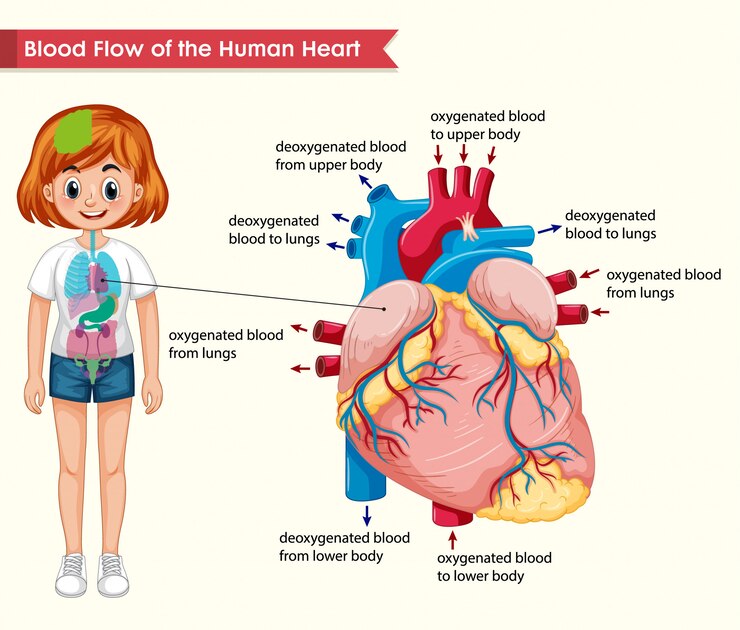 Free Vector scientific medical  of human heart bloodflow