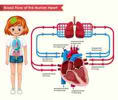 Free vector scientific medical illustration of blood flow