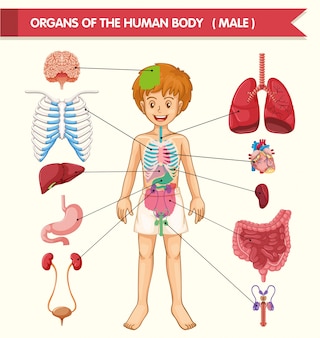 Scientific medical illustration of human body organs