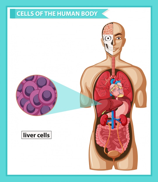 Vettore gratuito illustrazione medica scientifica delle cellule epatiche umane