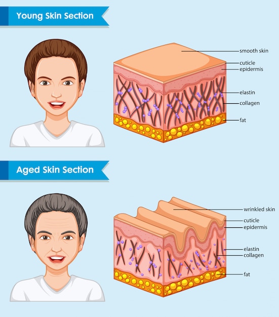 Vettore gratuito illustrazione medica scientifica della pelle giovane e invecchiata