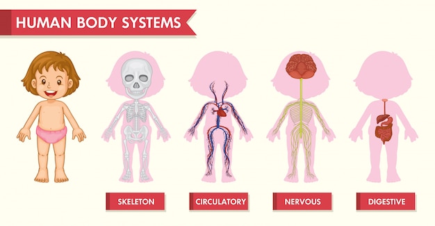 Scientific medical infographic of girl human systems