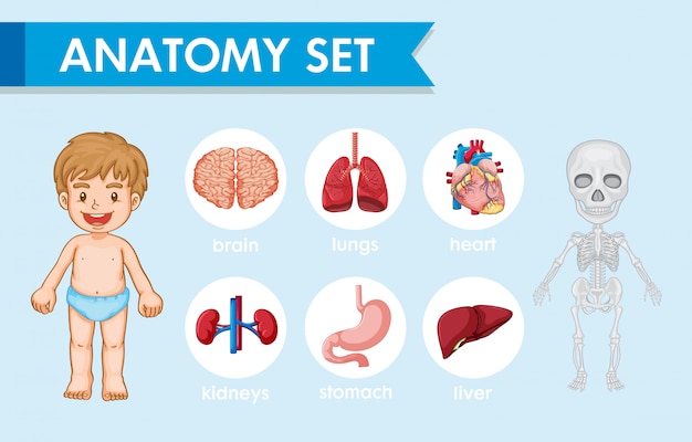 Free vector scientific medical infographic of human anatomy