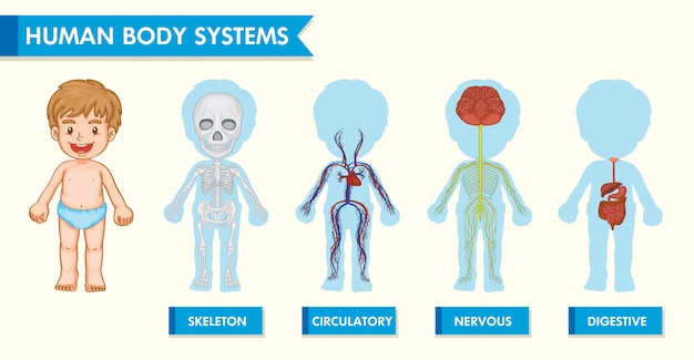 Vettore gratuito infografica medica scientifica dei sistemi del corpo umano nei bambini