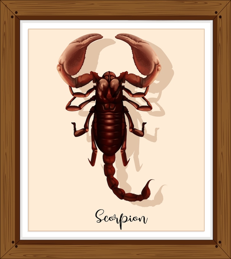 Free Vector scorpion on wooden frame