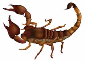 Free vector a scorpion