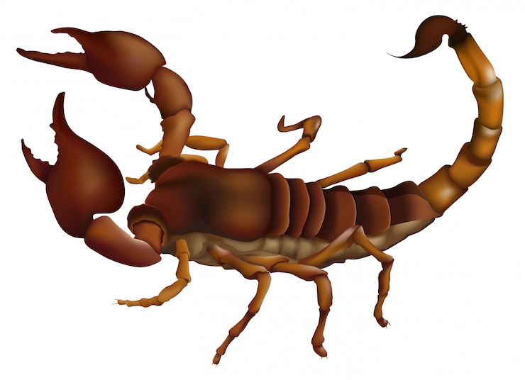 Free Vector a scorpion