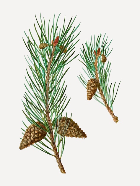 Scots pine conifer cones