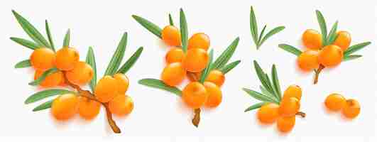 Free vector sea buckthorn branches with orange berries