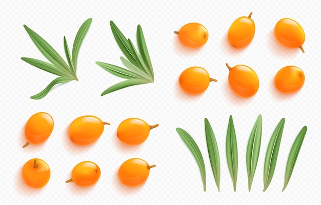 Free vector sea buckthorn elements leaves and orange berries