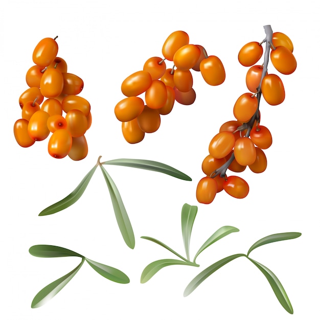 Sea buckthorn, yellow berries and green leaves