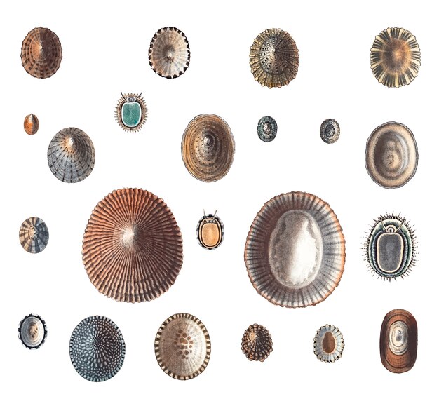 Sea snail varieties