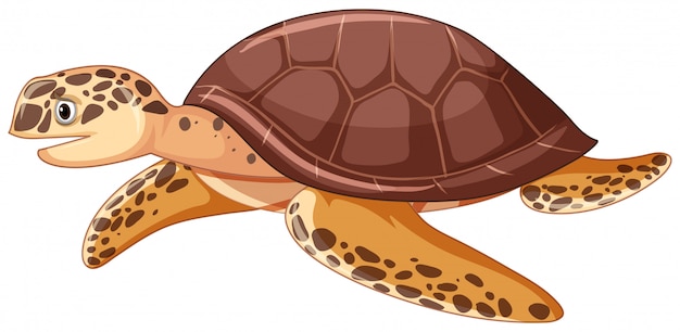 Sea turtle on white background