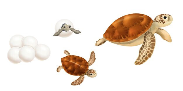 Sea Turtles Set