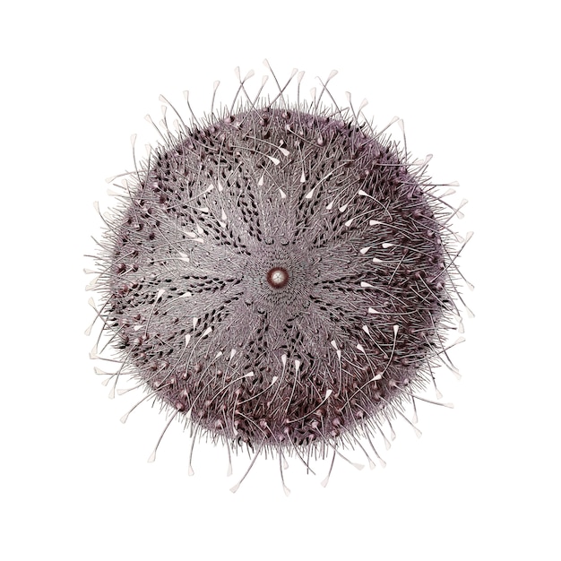 Free vector sea urchin