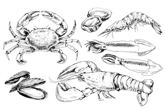 Seafood hand drawn collection