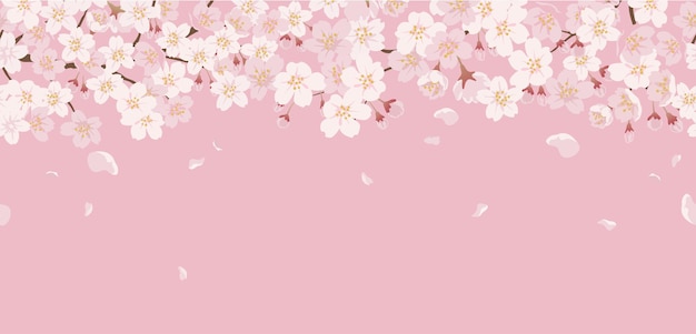 Seamless floral with cherry blossoms in full bloom on a pink.