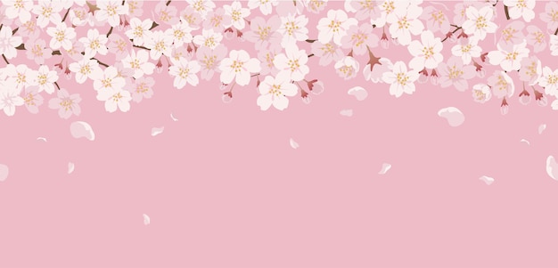 Free vector seamless floral with cherry blossoms in full bloom on a pink.