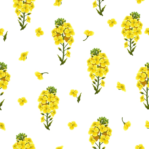 Seamless Pattern rape flowers and leaves, canola.