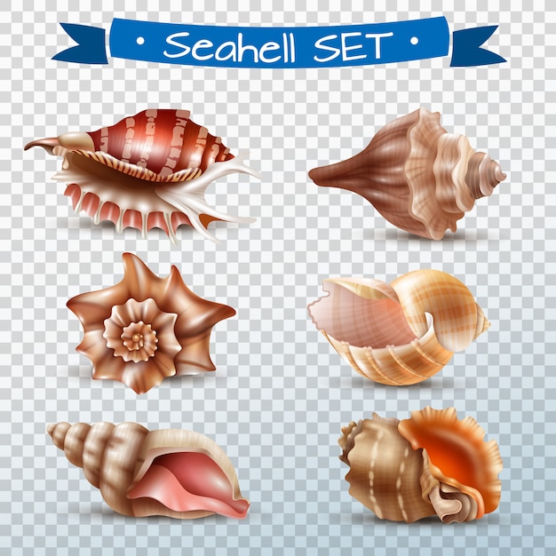 Free vector seashell transparent set