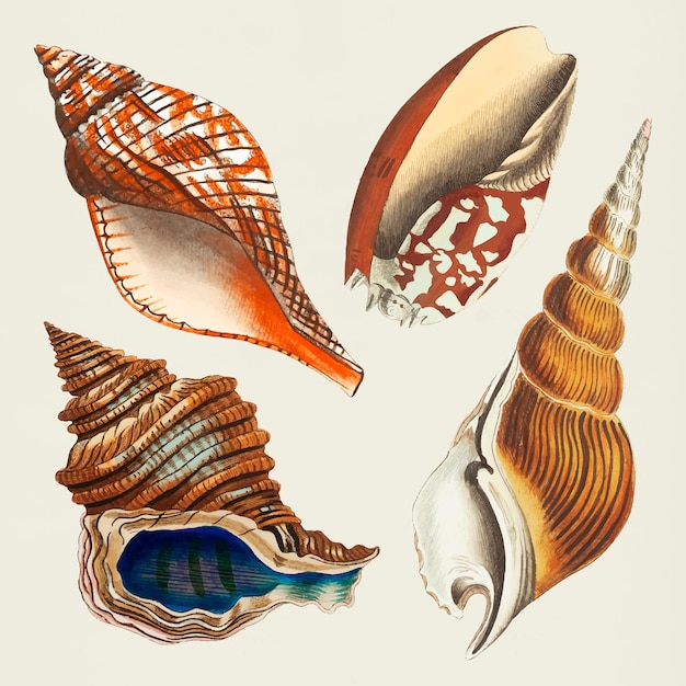 Free vector seashell vintage clipart collection