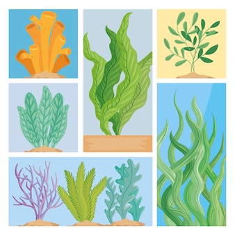 海藻​自然​シーン